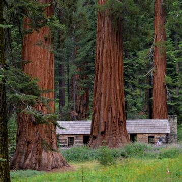 3 soorten Sequoia's (Mammoetbomen) te koop beschikbaar voor biedingen