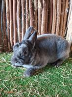 Rex dwerg ram jong, Dieren en Toebehoren, Konijnen, Mannelijk, Dwerg, 0 tot 2 jaar