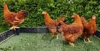 New Hampshire kippen., Kip, Vrouwelijk