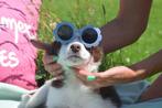 Border collie pup, België, 8 tot 15 weken, Collie, Meerdere