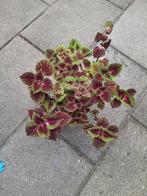 Siernetel plant, Tuin en Terras, Planten | Tuinplanten, Ophalen, Zomer, Volle zon