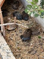2 koppels Chinese dwergkwartels, Dieren en Toebehoren, Vogels | Overige Vogels, Meerdere dieren