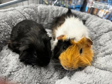 Super lief caviakoppel ( met zorg gematcht) beschikbaar voor biedingen