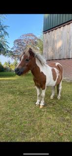 Weidegang/stal gezocht meppel, Weidegang, 1 paard of pony