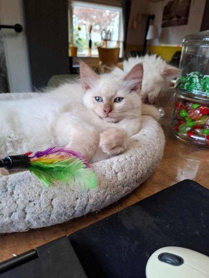 Laatste Ragdoll kitten met stamboom mag weg cinnamon mink, Dieren en Toebehoren, Katten en Kittens | Raskatten | Langhaar, Meerdere dieren