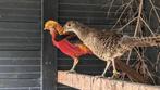 Goudfazant koppel P5000 raszuiver, Dieren en Toebehoren, Pluimvee, Meerdere dieren, Overige soorten
