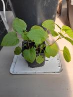 Kaukasische rankspinazie, Ophalen, Bloeit niet, Halfschaduw, Groenteplanten