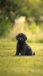 3 Multigen labradoodle puppies –  Sociaal & lieve reutjes, Dieren en Toebehoren, Honden | Retrievers, Spaniëls en Waterhonden