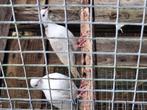 Lachduiven tortelduifjes, Dieren en Toebehoren, Meerdere dieren, Overige soorten