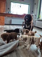 Prachtige sociale pups, Nederland, Meerdere, Meerdere dieren, Fokker | Professioneel