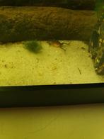 Dwergklauwkikker (baby's) 4 voor €10,00, Dieren en Toebehoren, Overige typen, Zoetwatervis, Schoolvis