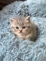 Britse korthaar kittens . Raszuivere Britse kittens, Dieren en Toebehoren, Meerdere dieren, Ontwormd, 0 tot 2 jaar