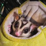 Gliders, Dieren en Toebehoren, Ophalen of Verzenden
