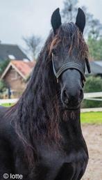 Friese merrie 5 jaar, Dieren en Toebehoren, Paarden, Merrie, Recreatiepaard, 3 tot 6 jaar