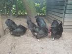 Australorp zwart broedeieren, Geslacht onbekend, Kip