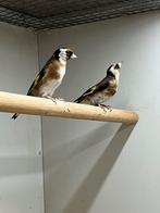 DNA + Bloemputter 1-1 bewezen kweekkoppel 0-2 losse poppen, Meerdere dieren, Wildzangvogel, Geringd