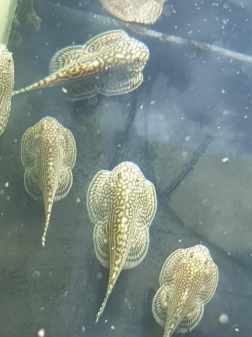 Hobbyaquarium Tijger Gastromyzon “Sewellia Lineolata”, Dieren en Toebehoren, Vissen | Aquariumvissen, Vis, Schoolvis