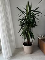Grote yucca plant met pot, Huis en Inrichting, Kamerplanten, Ophalen, Halfschaduw, In pot, Yucca