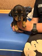 🐶💕 Speelse Teckel pupjes zoeken een warm huisje 🏡🐾, CDV (hondenziekte), België, Particulier, 8 tot 15 weken