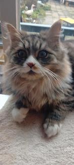 Nog 1   kat  van april dit jaar.   half maine coon, Dieren en Toebehoren, Katten en Kittens | Raskatten | Langhaar, Meerdere dieren