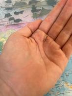 Indische baby wandelende takken, Dieren en Toebehoren, Insecten en Spinnen, Wandelende tak