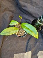 Hoya pubicalyx splash nr 3, Overige soorten, In pot, Minder dan 100 cm, Bloeiende kamerplant