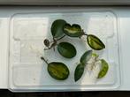 Kamerplant stekpakket - Hoya Australis, Densifolia, Krinke 8, Ophalen of Verzenden, Overige soorten, Minder dan 100 cm