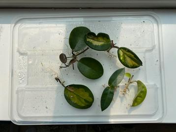 Kamerplant stekpakket - Hoya Australis, Densifolia, Krinke 8 beschikbaar voor biedingen