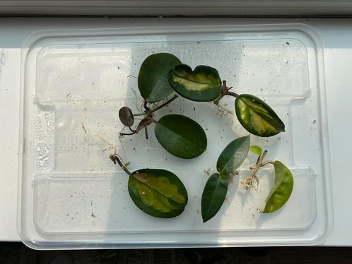 Kamerplant stekpakket - Hoya Australis, Densifolia, Krinke 8, Huis en Inrichting, Kamerplanten, Overige soorten, Minder dan 100 cm