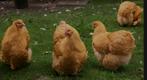Te koop grote buff orpington kippen, Vrouwelijk, Kip