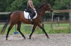 Superbrave allround merrie met gouden karakter !, Dieren en Toebehoren, Merrie, Gechipt, 3 tot 6 jaar, L