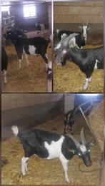 Dekbok, Dieren en Toebehoren, Schapen, Geiten en Varkens, Mannelijk, Geit, 0 tot 2 jaar