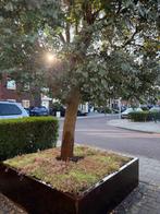 Lichtgewicht premium sedummatten, Ophalen, Vaste plant, Bodembedekkers, Volle zon