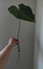 Philodendron Gloriosum stek, Huis en Inrichting, Kamerplanten, Ophalen of Verzenden, Overige soorten, Minder dan 100 cm