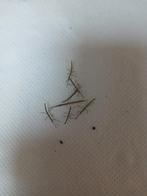 Baby wandelende takjes gratis ophalen, Dieren en Toebehoren, Wandelende tak