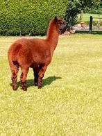 Alpaca  hengst, Dieren en Toebehoren, Overige Dieren, Mannelijk, Voor 1 juli 2024