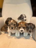 Maltipoo pups, Puppy, Maltezer, Rabiës (hondsdolheid), 8 tot 15 weken, Meerdere