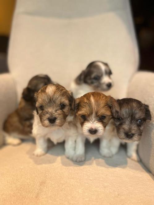 Maltipoo pups, Puppy, Dieren en Toebehoren, Honden | Chihuahua's en Gezelschapshonden, Meerdere dieren, Maltezer, Particulier
