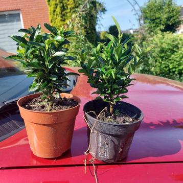 Euonymus green spire(Beste buxus vervanger) beschikbaar voor biedingen