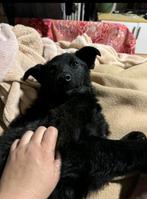 Lieve Lino zoekt een huisje voor hem alleen, Dieren en Toebehoren, Honden | Niet-rashonden, Particulier, Rabiës (hondsdolheid)