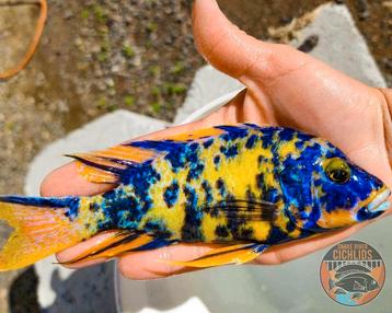 Canary yellow ob Malawi  beschikbaar voor biedingen