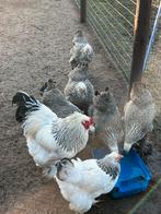 Te koop brahma, Dieren en Toebehoren, Pluimvee, Meerdere dieren, Kip