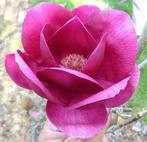 Magnolia 'cleopatra', Ophalen, Lente, Volle zon, Overige soorten