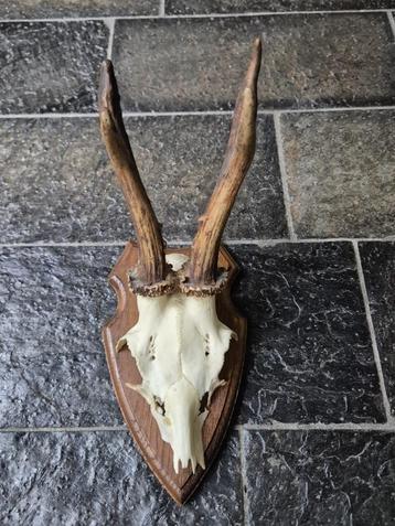 Ree Gewei op trofee plank jacht mancave overkapping d72 beschikbaar voor biedingen