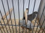 Chinese kwartels, Dieren en Toebehoren, Pluimvee, Meerdere dieren, Overige soorten