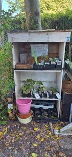 Biologische tuinplanten, Ophalen, Zomer, Overige soorten, Volle zon