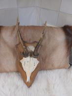 Gewei schedel echt gewei op schild, Ophalen of Verzenden, Hert, Gewei of Kop