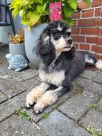 Rasechte dwergpoedel teef 2 jaar oud, Dieren en Toebehoren, Particulier, Rabiës (hondsdolheid), 1 tot 2 jaar, Buitenland