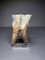 Mooie wolharige neushoorn kies, Ophalen of Verzenden, Fossiel