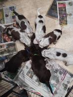 Leuke, goed gesocialiseerde pups gereserveerd, Overige rassen, 8 tot 15 weken, Meerdere, Meerdere dieren